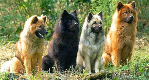 Eurasier Breed Info | Characteristics | Therapy Dog