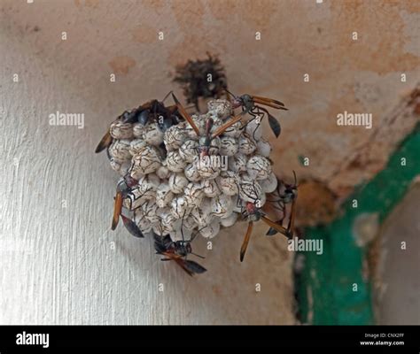 ichneumon flies, ichneumons (Ichneumonidae), nest in the corner of a ...