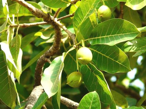 Buy Plantzoin Indian Butter Tree Mahua Madhuca indica Mahula Live Plant ...