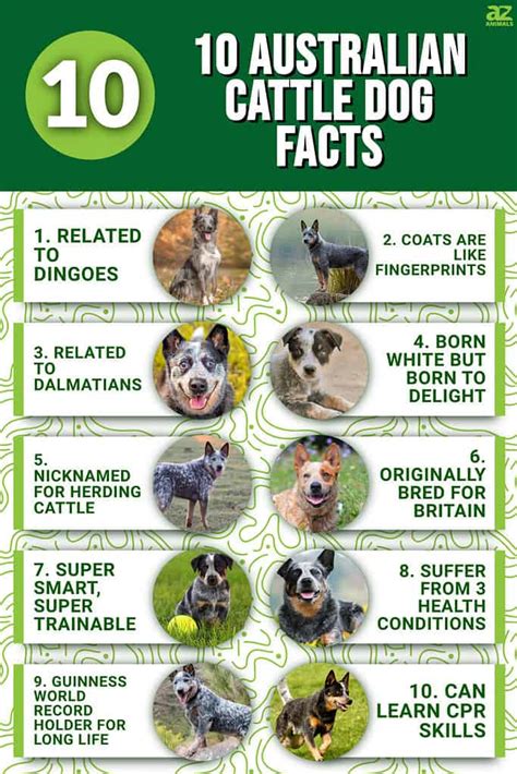 10 Incredible Australian Cattle Dog Facts - A-Z Animals