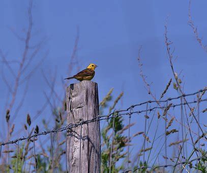 20+ Free Yellowhammer & Nature Photos - Pixabay