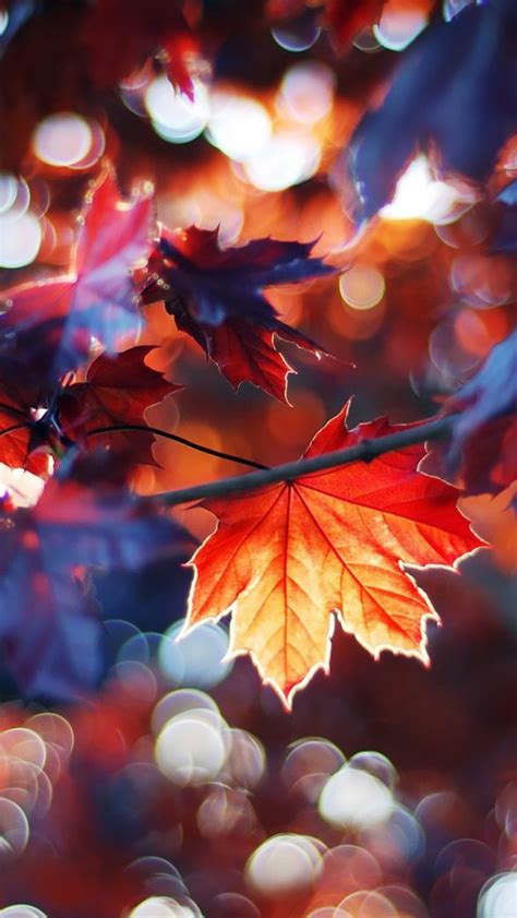 🔥 [49+] Fall Leaves Wallpapers iPhone | WallpaperSafari