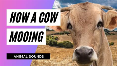 The Animal Sounds: Cow Mooing - Sound Effect - Animation - YouTube