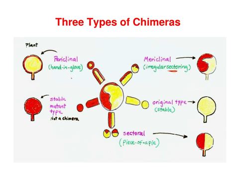 PPT - Chap 12. Plant Propagation PowerPoint Presentation, free download ...