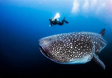 ¿El tiburón ballena es peligroso?