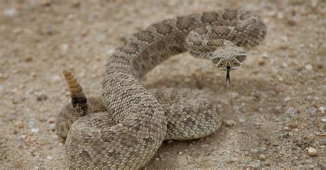 Prairie Rattlesnake | The Nature Conservancy