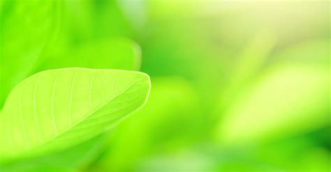 Ecology Banner Stock Photos, Images and Backgrounds for Free Download