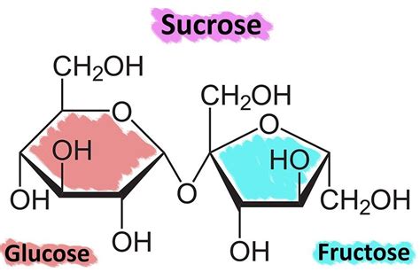 Glucose vs. Fructose vs. Sucrose – What Is It All About? | GGP