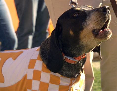 Tennessee Volunteers Smokey UT Vols NCAA Football Mascot Bluetick ...