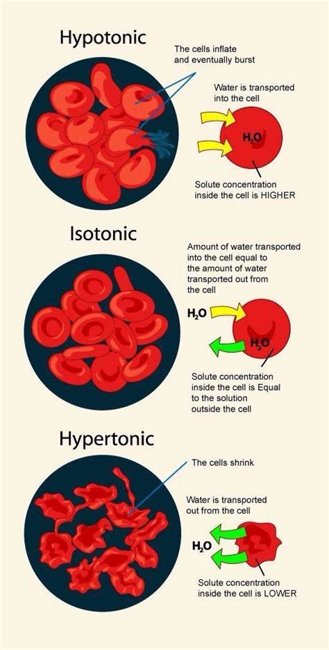 1249 best images about Blood Cells, Components, and Circulation on ...