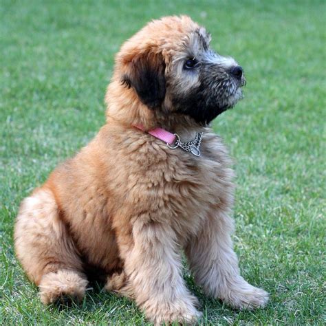 Soft Coated Wheaten Terrier Info, Temperament, Puppies, Pictures