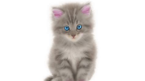 Kitten With Blue Eyes And Pink Ear In White Background HD Animals Wallpapers | HD Wallpapers ...