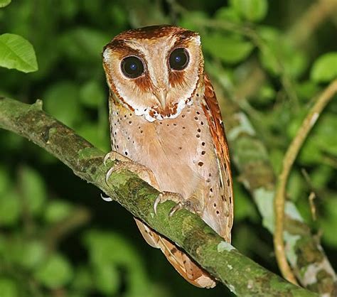 Birds of the World: Oriental bay-owl