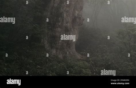 Pan up showing ancient Japanese Ceder Tree (Yaku sugi) in Yakushima, Japan Stock Video Footage ...