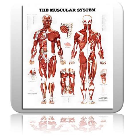 Diseases Of Muscular System