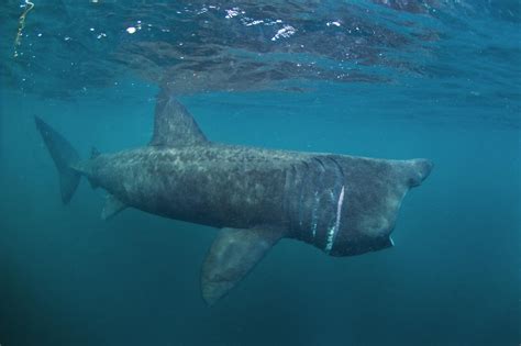 Basking Shark (Cetorhinus Maximus) - Lifestyle, Diet, and More