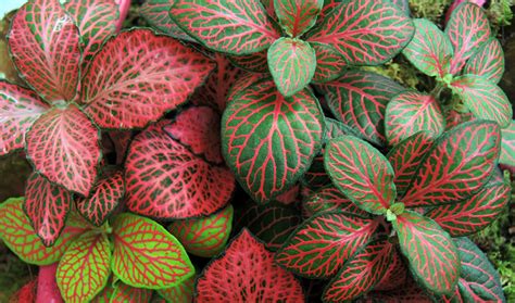 Fittonia Plant Care | House Plants Flowers