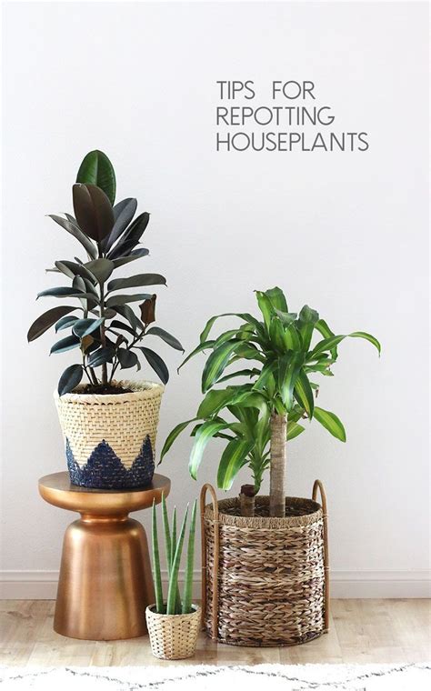 how to repot houseplants - tips for repotting houseplants | www ...