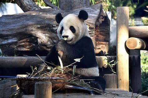 Get a room! Tokyo zoo's bashful pandas try for a baby | The Straits Times