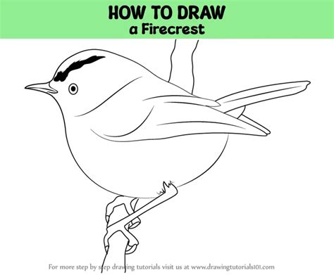 How to Draw a Firecrest (Birds) Step by Step | DrawingTutorials101.com