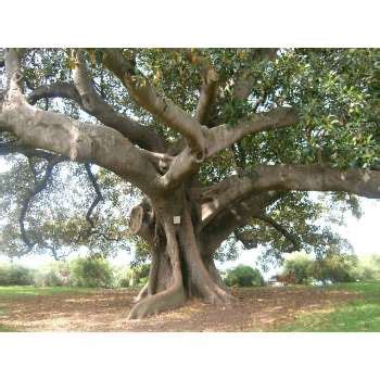 Fig Tree Symbolism - What is the Bible Message And Meaning?