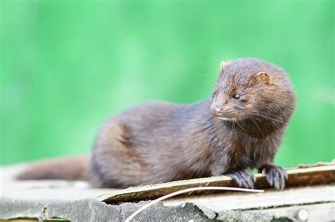 American Mink - Facts, Habitat, Pictures, Predators, Diet and Reproductioin