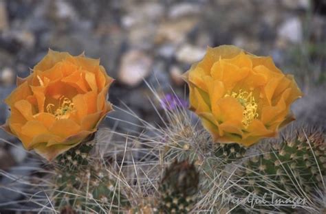 Barrel Cactus | Barrel cactus, Image photography, Plants