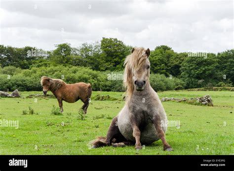 A pregnant miniature horse sitting in a field Stock Photo - Alamy