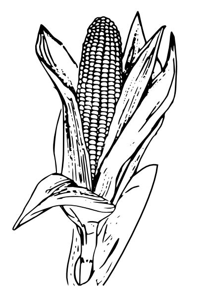 Ear Of Corn Clipart Black And White