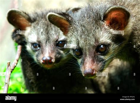 Civet Cat Stock Photos & Civet Cat Stock Images - Alamy