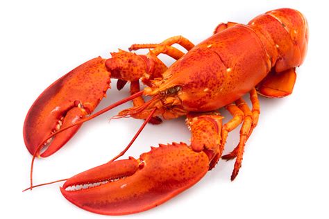 Lobster wallpapers, Animal, HQ Lobster pictures | 4K Wallpapers 2019