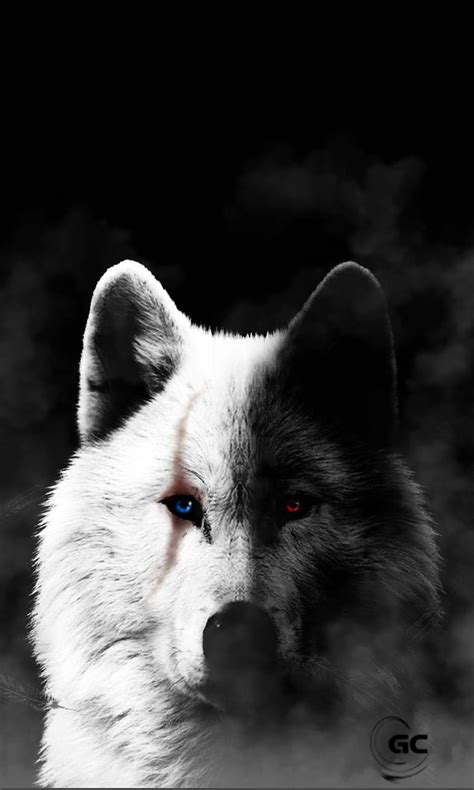 Top more than 124 white wolf anime best - 3tdesign.edu.vn