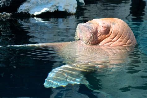 Children, Walruses…and Training Good Behavior