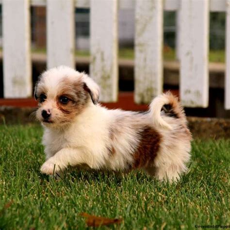 Corgipoo Puppies for Sale - Greenfield Puppies