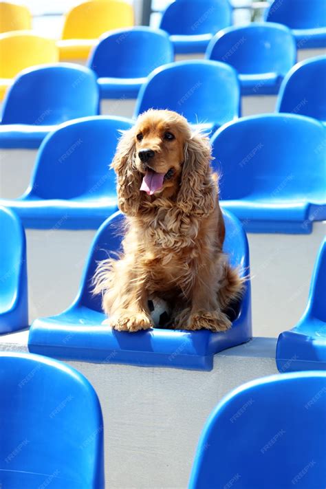 Premium Photo | English cocker spaniel at stadium