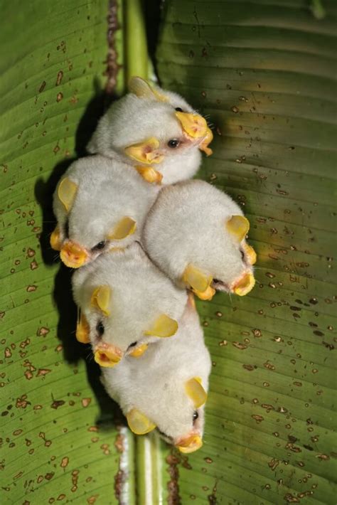 15 Super Cute Honduran White Bat Facts - Fact Animal