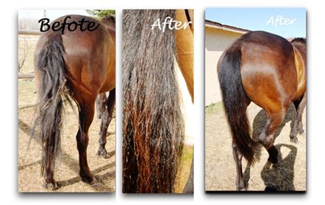 Get Your Horse's Tail Show Ready with De Stress Intensive Treatment ...