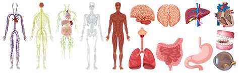 Set of human anatomy and systems 434210 Vector Art at Vecteezy