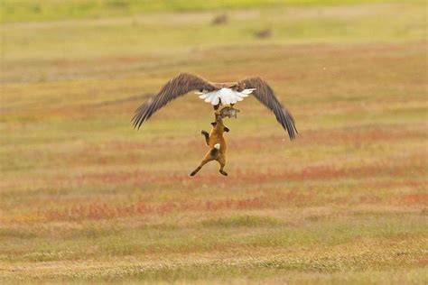 Wildlife photographer catches bald eagle swiping rabbit from baby fox ...