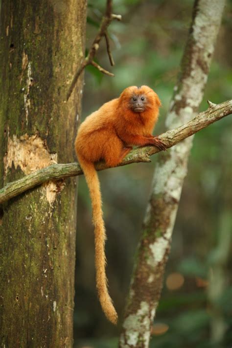 Wildlife Wednesdays: Disney Efforts Help to Protect the Golden Lion Tamarin’s Forest Home ...