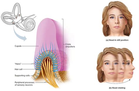 Inner Ear Problems - Causes & Treatment of inner ear Dizziness & Vertigo