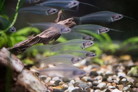 19 Most Popular Types of Catfish: Species, Habitat & Pictures | Betta ...