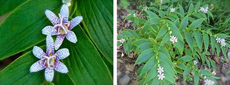 Toad Lilies are Lovely, and That's No Hoax - Deb's Garden - Deb's ...