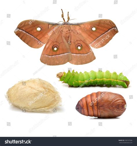 Silk Moth Life Cycle On White Stock Photo (Edit Now) 330107936