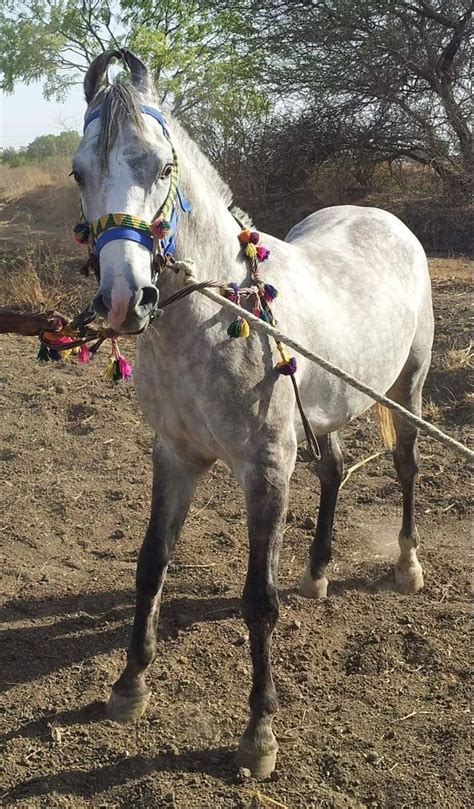 Kathiawari horse | Horses, Kathiyawadi horse, Equines