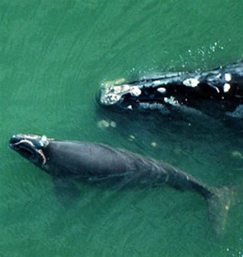 Northern Right Whale Information and Picture | Sea Animals