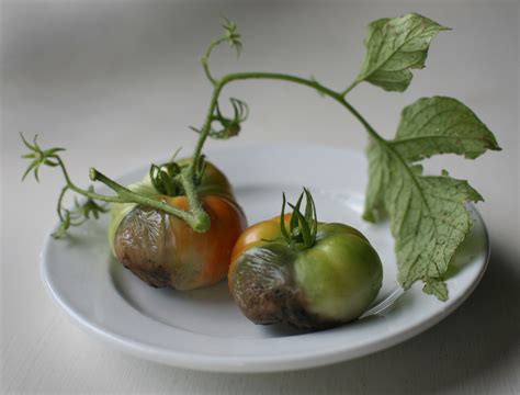 Tomato Blight: Organic Treatment for Early and Late Blight