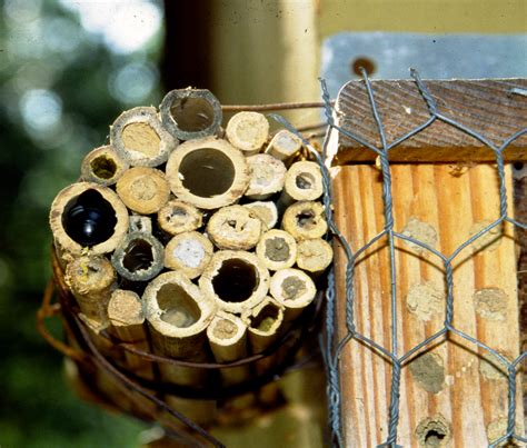 Capital Naturalist by Alonso Abugattas: Bee Nesting Structures