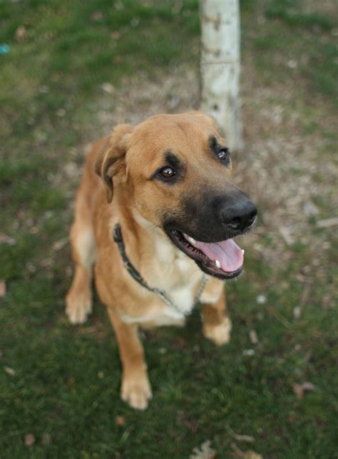 Lewis - German Shepherd mix puppy