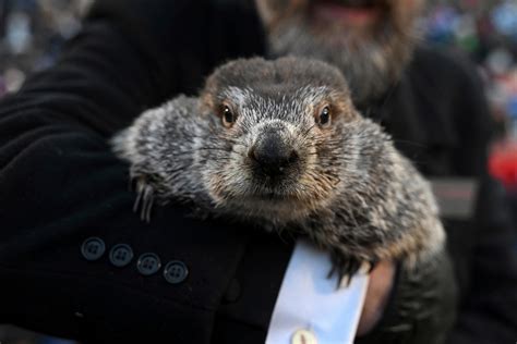 Groundhog Day: What does a groundhog have to do with the weather forecast?